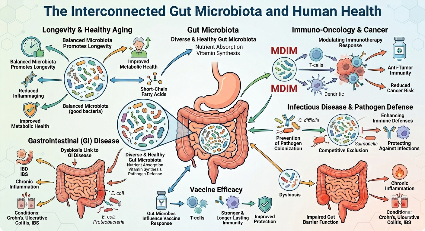 Healthy Gut Microbiota Longevity _ infectious diseases GI Disease_Microbiota_Dysbiosis